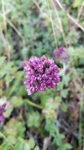 Oregano
