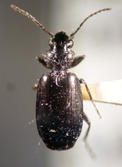 Syntomus americanus