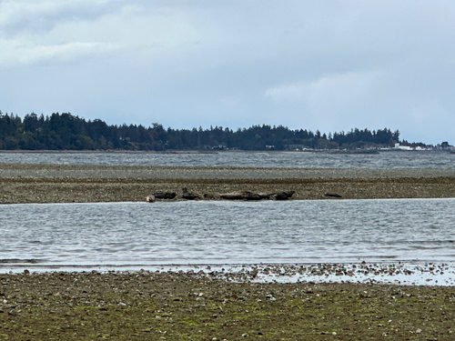 Harbor Seal