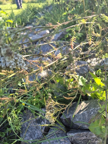common yarrow