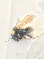 Bombus hortorum