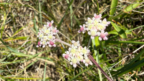 Seseli tommasinii