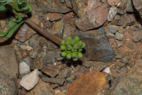 Bomarea ovallei, photograph 2