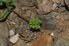 Bomarea ovallei, photograph (c) Jorge Herreros de Lartundo, some rights reserved (CC BY)