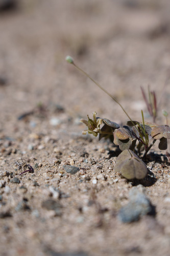 Oxalis brevis (Oxalis brevis)
