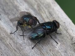 Protophormia terraenovae