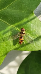 Episyrphus balteatus