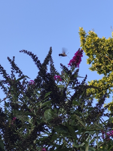 Eurasian Hummingbird Hawkmoth