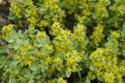 Tetragonia angustifolia (Tetragonia angustifolia)