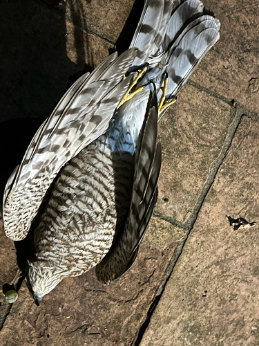 European Sparrowhawk