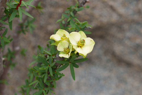Euphorbia lactiflua