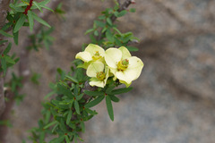 Euphorbia lactiflua