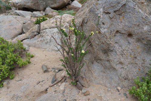 Euphorbia lactiflua, photograph 1