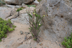 (c) Jorge Herreros de Lartundo, some rights reserved (CC BY) Euphorbia lactiflua, photograph (c) Jorge Herreros de Lartundo, some rights reserved (CC BY)