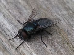 Protophormia terraenovae