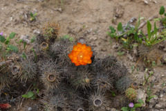 Cumulopuntia leucophaea