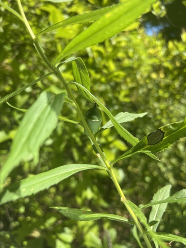 Monarch