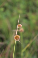 Rhynchospora holoschoenoides
