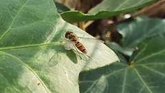 Episyrphus balteatus