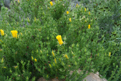 Balbisia peduncularis, photograph 4