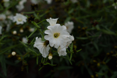 Cordia decandra (Cordia decandra)