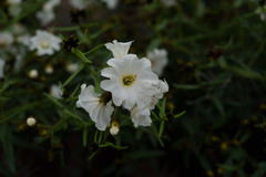 Cordia decandra