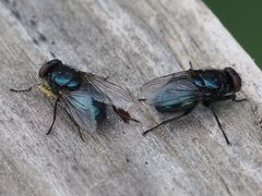 Protophormia terraenovae