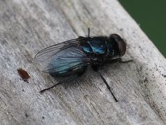 Protophormia terraenovae