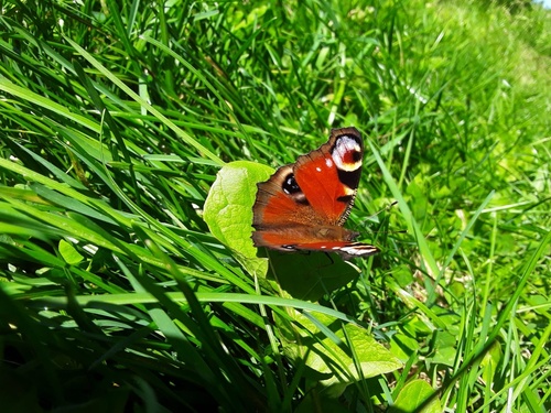 European Peacock Butterfly
