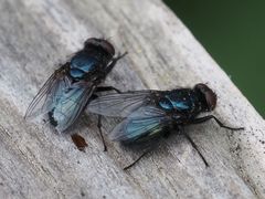 Protophormia terraenovae