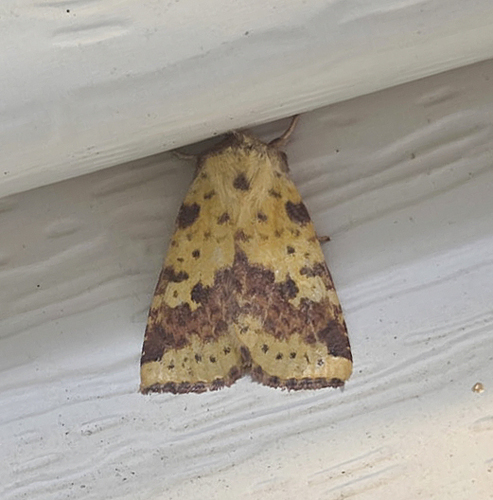 Pink-banded Sallow