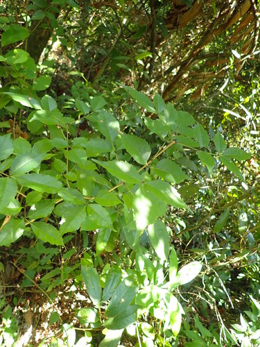 Fraxinus insularis iNat (1)
