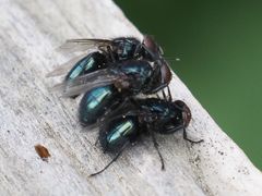 Protophormia terraenovae