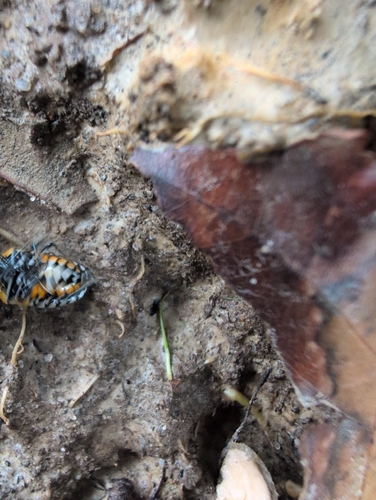 Harlequin Bug
