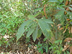 Lithocarpus brevicaudatus