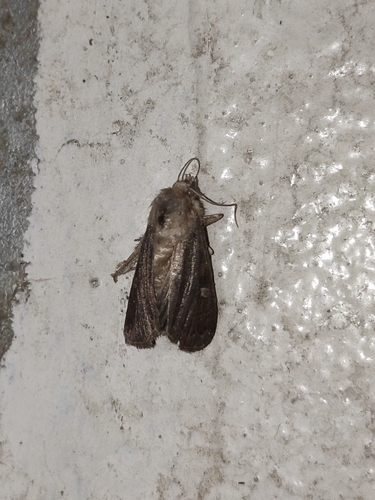 Square-spot Rustic