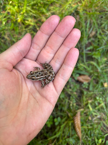 Pickerel Frog