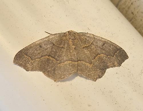 Hemlock Looper Moth