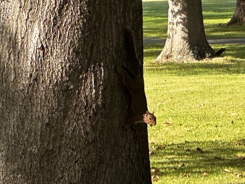 Eastern Gray Squirrel