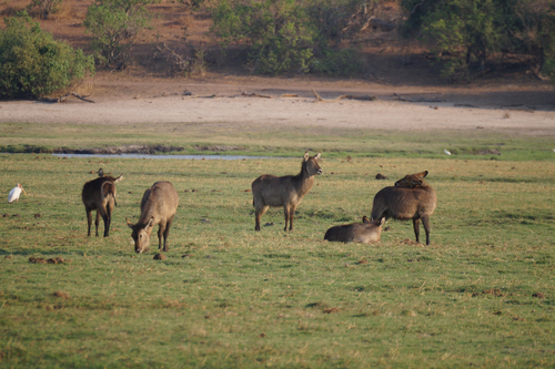 Common Waterbuck