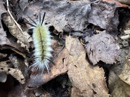 Banded Tussock Moth