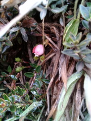 Disterigma empetrifolium