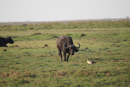 Cape Buffalo