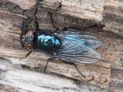 Protophormia terraenovae