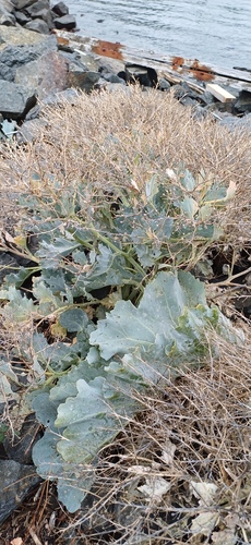 Crambe maritima