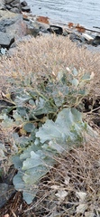 Crambe maritima