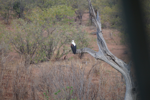 African Fish-Eagle