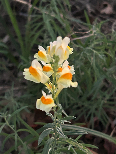 common toadflax