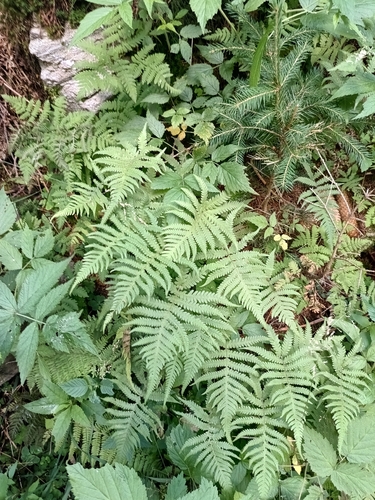 Phegopteris connectilis, photograph 6