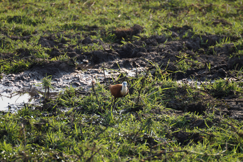 African Jacana